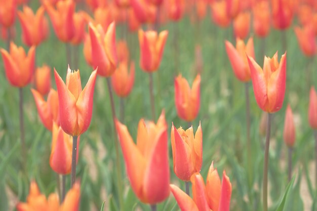 Schön gefeilte orange Tulpen