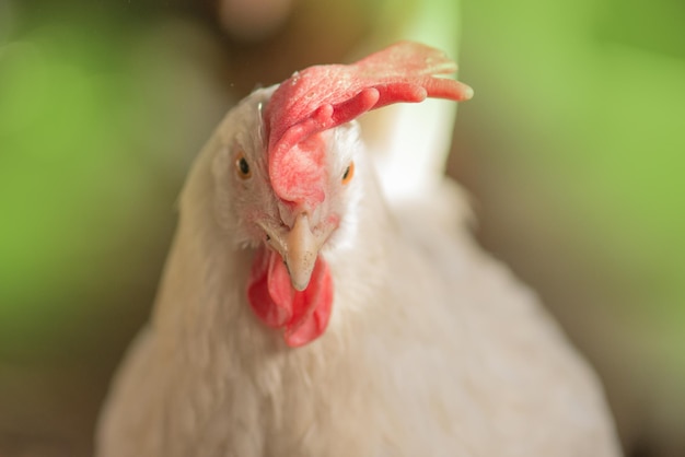 Schön gefiederte Henne im Freien Close up Head Henne Schließen Sie den Hühnerkopf