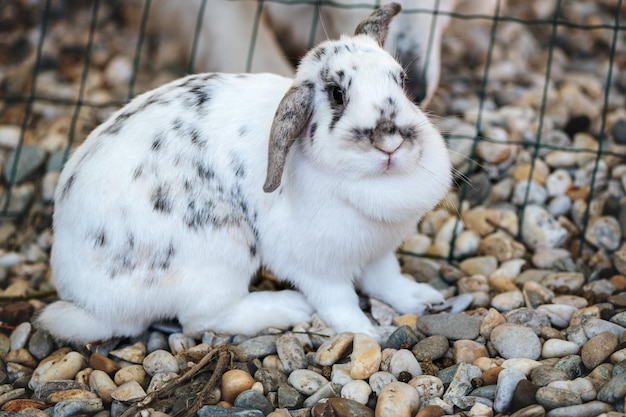 Schön geflecktes weiß-schwarzes oder graues Kaninchen - Mini-Lop sitzt draußen im Kaninchenbau