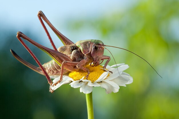 Schön und braun mit großen Antennen und Flügeln Heuschrecke auf der Kamillenblüte