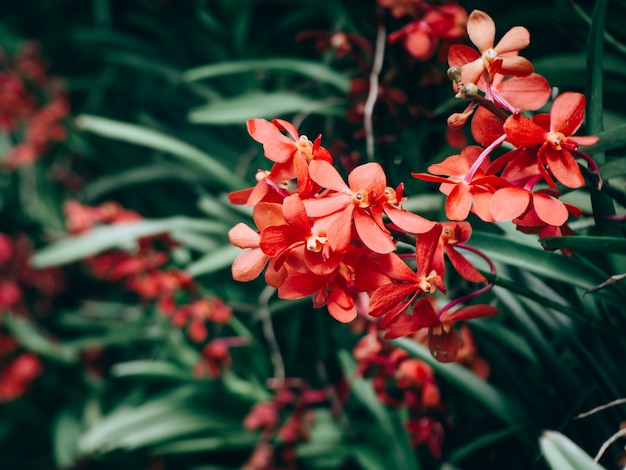 Schön viele Orchideenblume im Garten