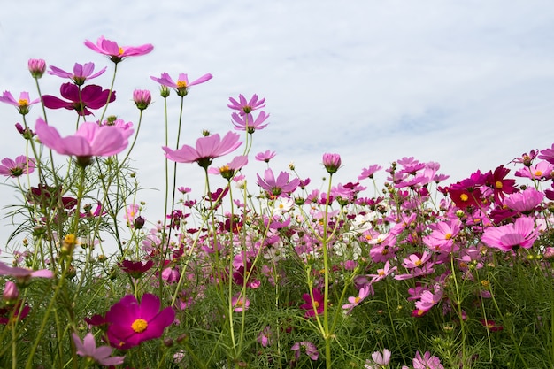 Schön vom Kosmos-Blumenfeld für Hintergrund, Frühlings-Saison blüht