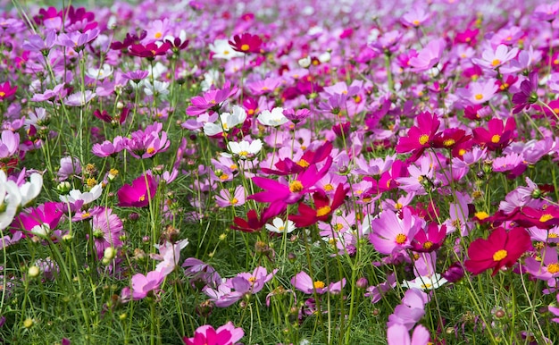 Schön vom Kosmos-Blumenfeld für Hintergrund, Frühlings-Saison blüht