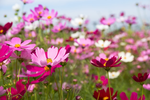 Schön vom Kosmos-Blumenfeld für Hintergrund