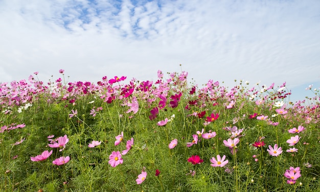 Schön vom Kosmos-Blumenfeld für Hintergrund