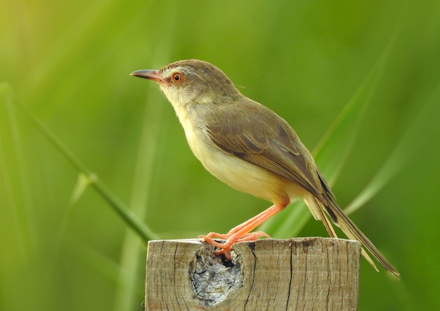 Schön vom sibirischen Rubythroat-Vogel, der auf Stumpf steht