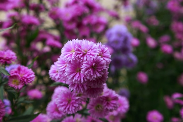 Schön von Benjamas Blumenhintergrund