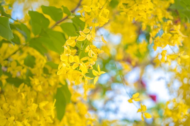 Schön von Cassia Tree Golden Shower Tree Gelbe Cassia-Fistel Blumen auf einem Baum im Frühjahr Cassia-Fistel, bekannt als goldener Regenbaum oder Duschbaum Nationalblume von Thailand