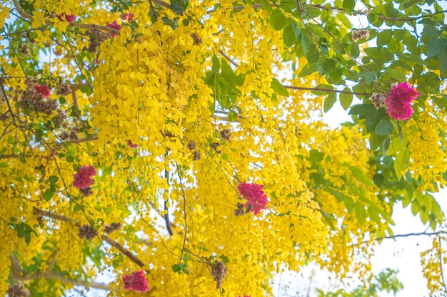 Schön von Cassia Tree Golden Shower Tree Gelbe Cassia-Fistel Blumen auf einem Baum im Frühjahr Cassia-Fistel, bekannt als goldener Regenbaum oder Duschbaum Nationalblume von Thailand