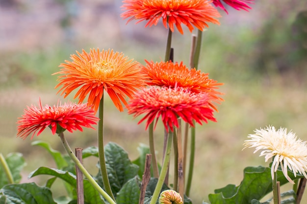 schön von Farbchrysanthemenblumen schließen oben