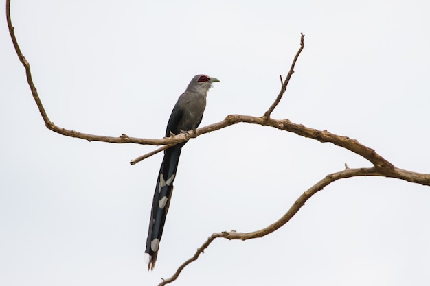 Schön von Grün berechnetem Malkoha (Phaenicophaeus tristis) in der Natur