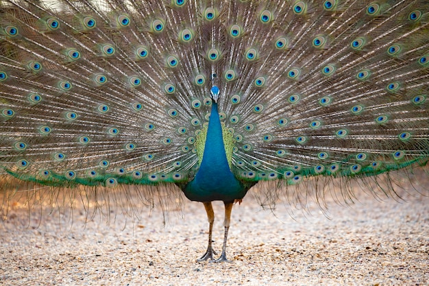 Schön von Pfau. Pfauenschwanzfedern den Schwanz.