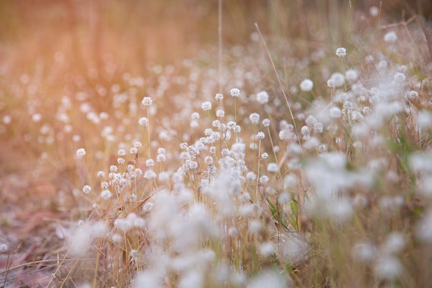 Schön von Plains Blackfoot-Blumen