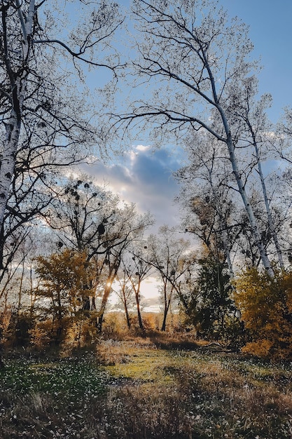 Schöne Abendszene im Wald mit Sonnenstrahlen und langen Schatten