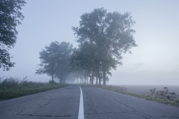 Schöne, aber schreckliche verlassene Straße mit alten Bäumen im dichten Nebel. Horrorfilm-Konzept.