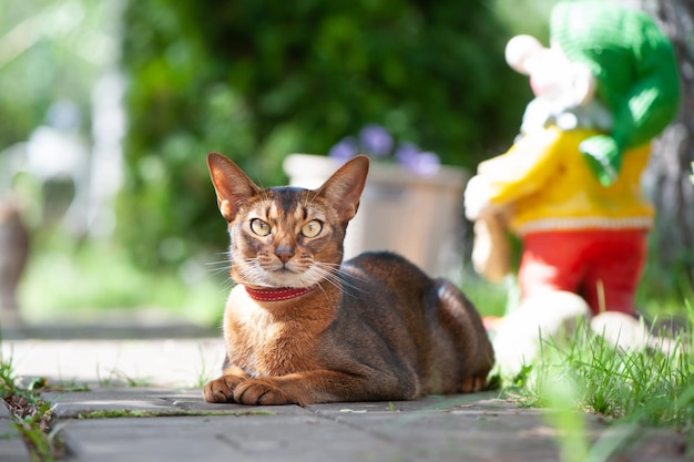 Schöne Abessinierkatze in einem Halsband, Nahaufnahmeporträt, anmutig auf einem Straßengehweg liegend