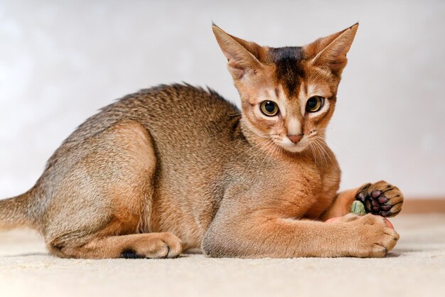 Schöne Abessinierkatze mit einem kleinen Kürbis