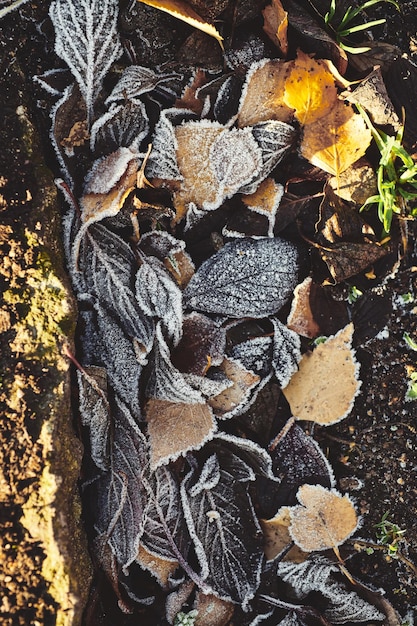 Schöne abgefallene Blätter mit Frost bedeckt