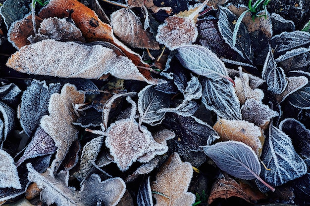 Schöne abgefallene Blätter mit Frost bedeckt