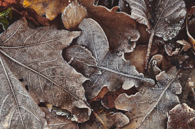 Schöne abgefallene Blätter mit Frost bedeckt