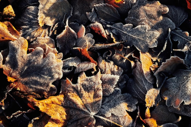 Schöne abgefallene Blätter mit Frost bedeckt