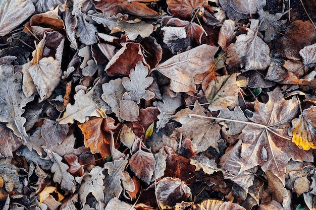 Schöne abgefallene Blätter mit Frost bedeckt