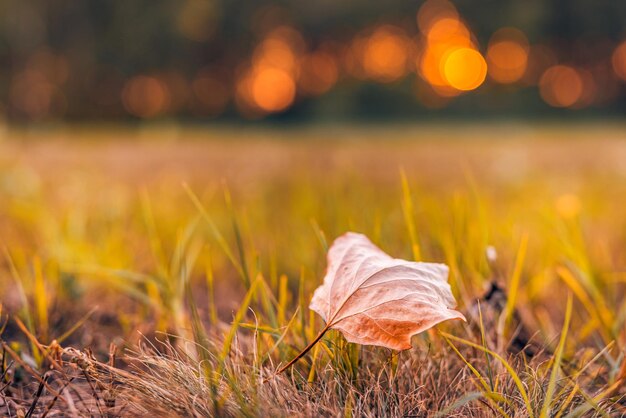 Schöne abstrakte Herbstlandschaft gelbe Bäume und Sonnenuntergang Bokeh Farbige verschwommene Graswiese