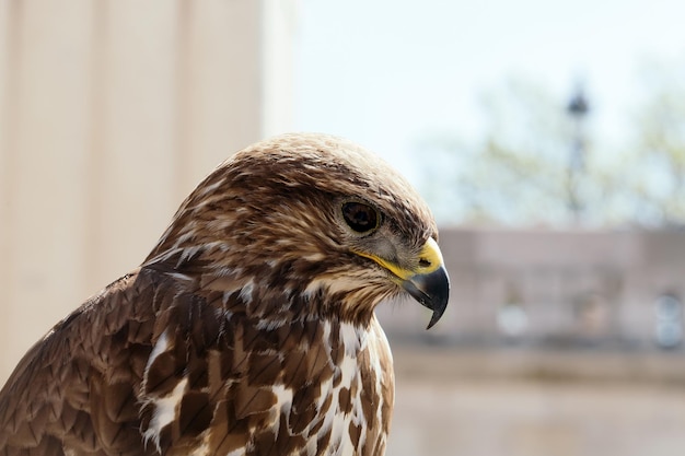 Schöne Adlervogelnahaufnahme