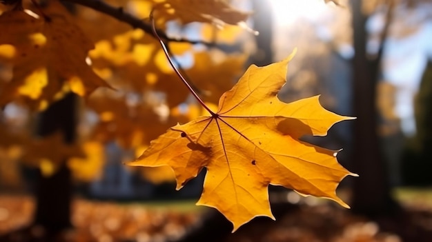 schöne Ahornblätter am sonnigen Herbsttag