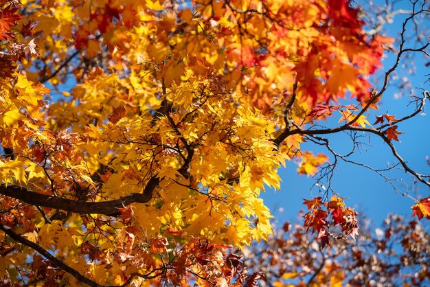 Foto schöne ahornblätter auf dem baum an einem sonnigen herbsttag in japan