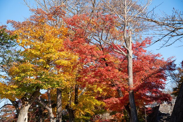 Foto schöne ahornblätter auf dem baum an einem sonnigen herbsttag in japan