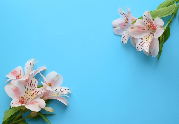 Schöne Alstroemeria Blumen