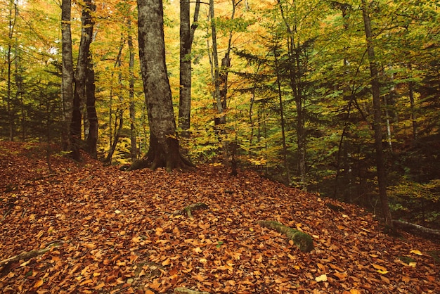 Schöne alte Herbstlandschaft mit gefallenen trockenen roten Blättern im Buchenwald