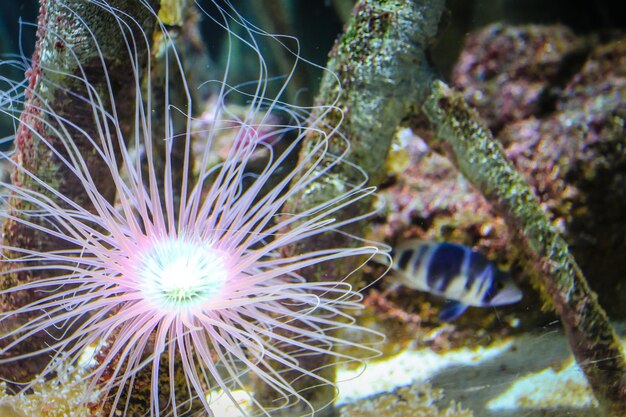 Schöne Anemone und Fische auf einem Korallenriff..