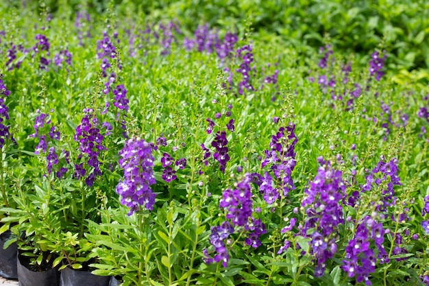 Schöne angelonia goyazensis Benth im Park