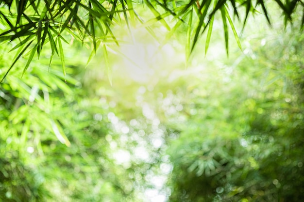 Schöne Ansicht der Nahaufnahme des grünen Bambusblattes der Natur auf Grün verwischt