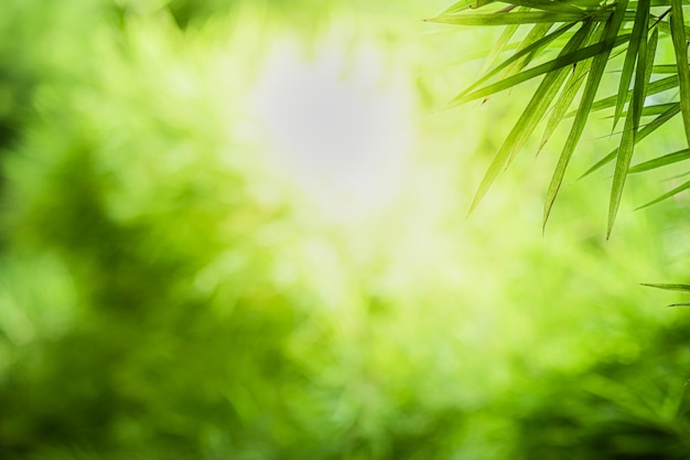 Schöne Ansicht der Nahaufnahme des grünen Bambusblattes der Natur auf grünem unscharfem Hintergrund mit Sonnenlicht und Kopienraum. Es wird für Sommerhintergrund der natürlichen Ökologie und frisches Tapetenkonzept verwendet.