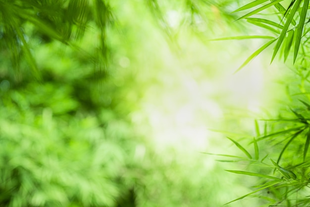 Schöne Ansicht der Nahaufnahme des Naturgrün-Bambusblattes auf Grün verwischte Hintergrund mit Sonnenlicht und copyspace