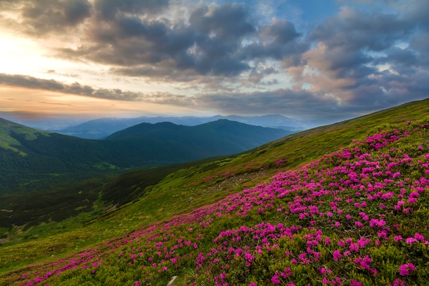 Schöne Ansicht der rosa Rhododendron-Rue-Blumen, die auf Berghang mit nebligen Hügeln mit grünem Gras und Karpaten in der Ferne mit dramatischem Wolkenhimmel blühen. Schönheit der Natur Konzept.