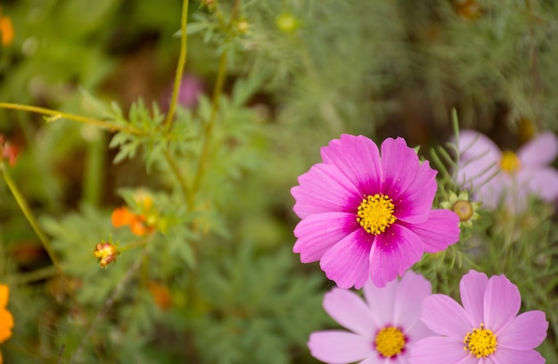 Schöne Ansicht die Farbe des Kosmosblumenfeldhintergrundes der Morgen, der sich frisch fühlt