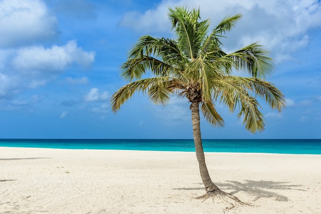 Schöne Ansicht einer Palme auf dem idyllischen weißen Sand von Eagle Beach in Aruba