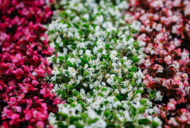 Schöne Ansicht eines Blumenbeets mit blühenden Reihen von roten und weißen kleinen Blumen