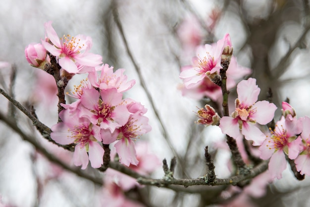 Schöne Ansicht von Mandelbäumen in voller Blüte in der Natur.