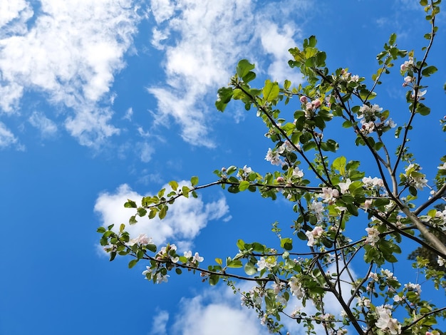 Schöne Apfelplantage mit blühenden Apfelbäumen Schöne Frühlingsnaturlandschaft Szenische Ansicht des Apfelgartens im sonnigen Frühling daynatural Sommerhintergrund junges Laub