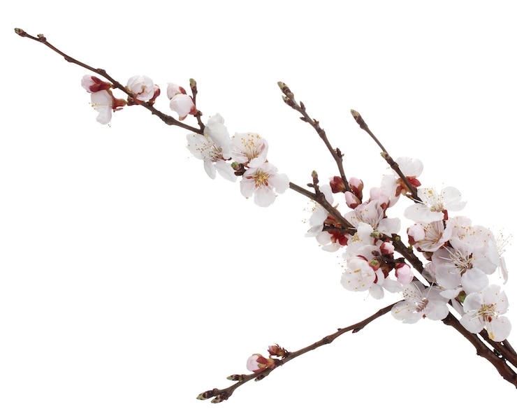 Foto schöne aprikosenblüte getrennt auf weiß