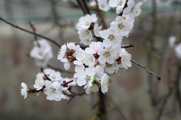 Schöne Aprikosenblüte