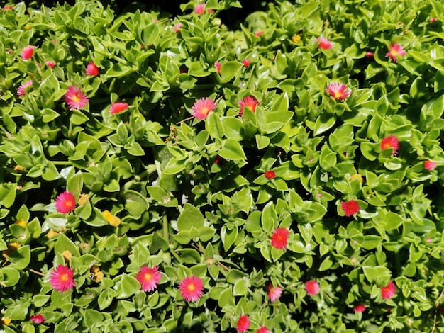 Schöne Aptenia-Blumen schließen sich zwischen grünen Blättern im Truthahn-Kusadasi-Sommerhintergrund