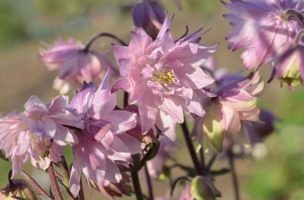 Schöne Aquilegia namens Nora Barlow im Garten