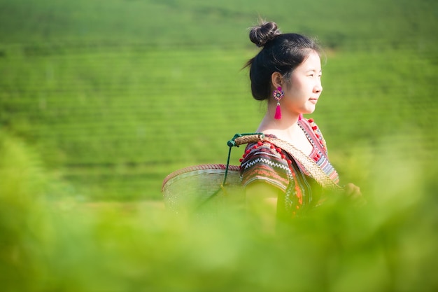 Schöne asiatische Frau, die morgens Teeblätter erntet Teeblätter auf dem Gebiet des Tees