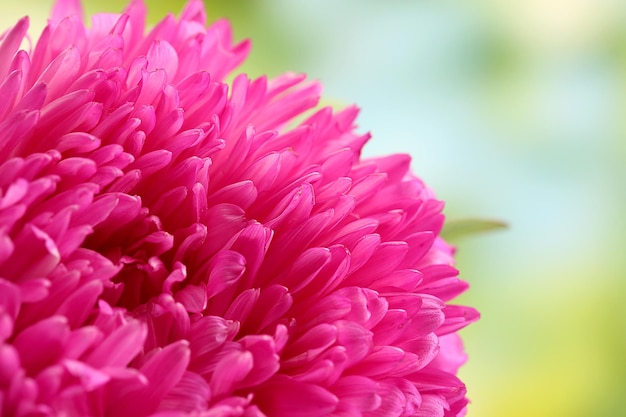 Schöne Asterblume auf grünem Hintergrund